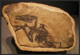 Progetto museo in corsia